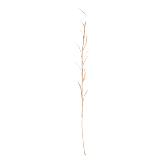 Planta Olive, 13 petals - Urban Nature Culture